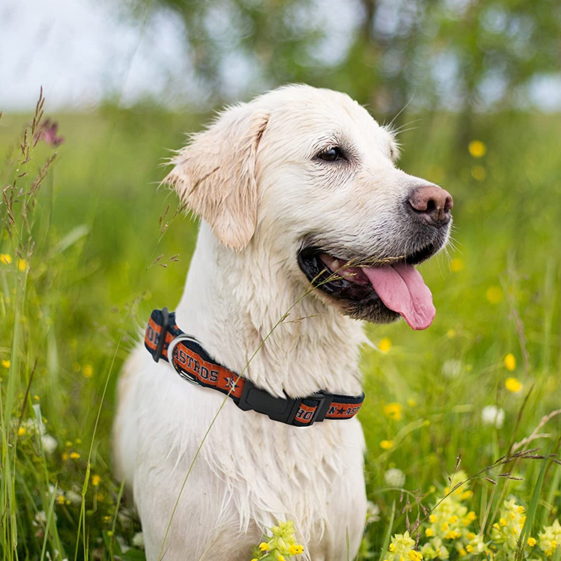 Houston Astros Dog Collar - Large - READY TO SHIP - 3 Red Rovers