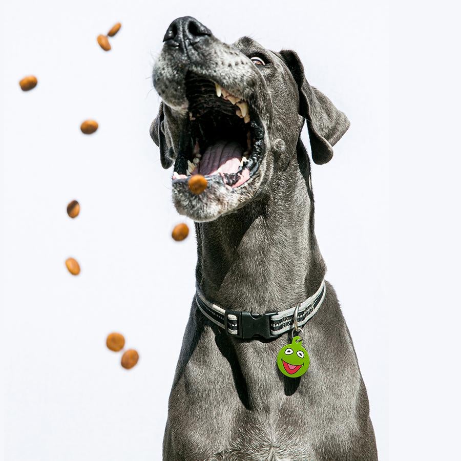 Disney Muppets Kermit the Frog Pet ID Tag - 3 Red Rovers