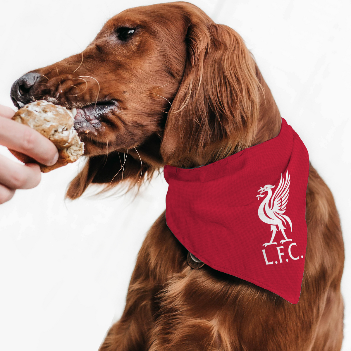 Liverpool FC 23 Home Inspired Premium Bandana - 3 Red Rovers