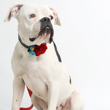 Mae Pet Collar Corsage - 3 Red Rovers