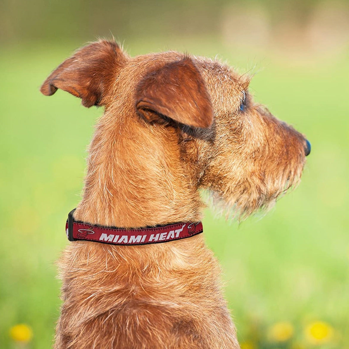 Miami heat hotsell dog collar