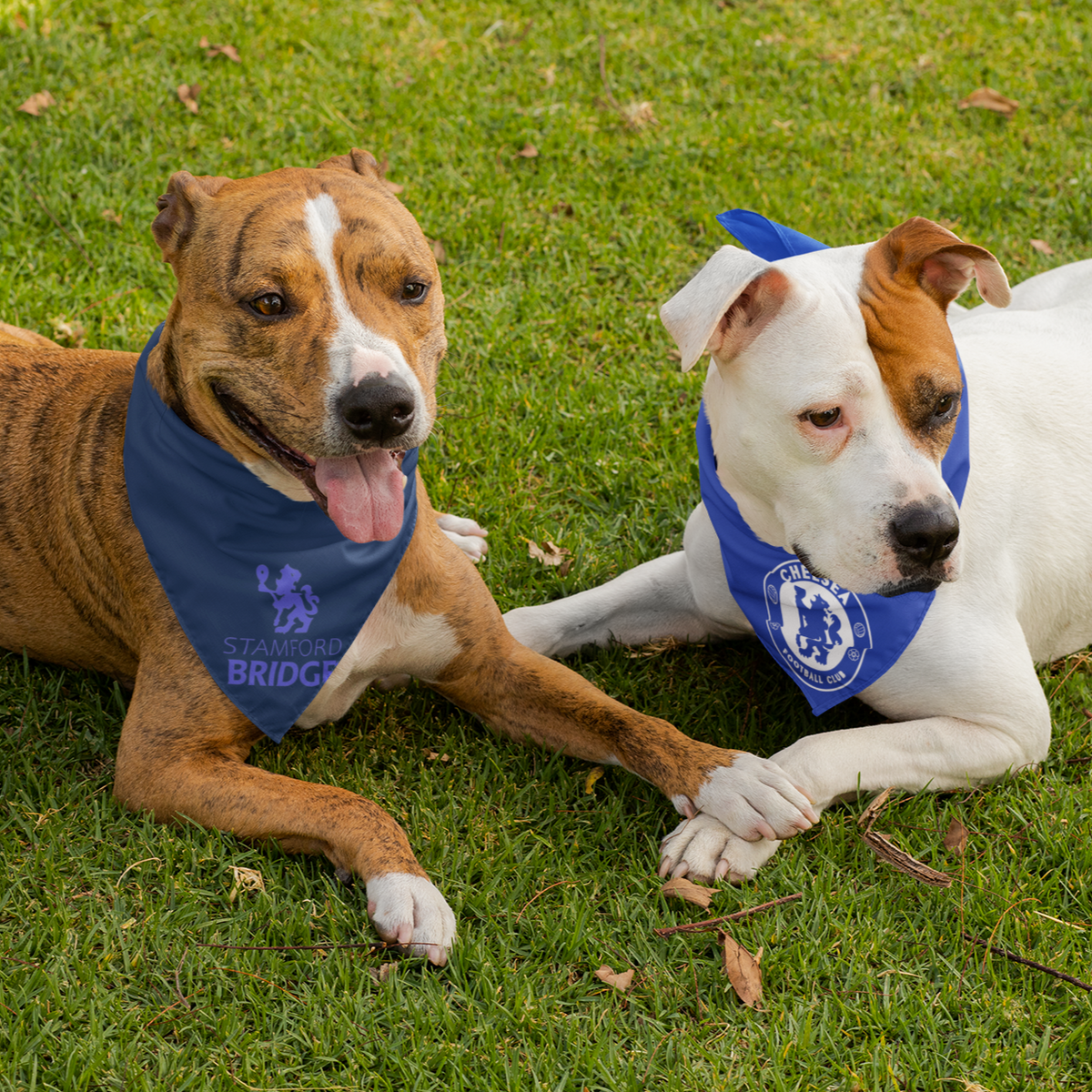 Chelsea fc dog jersey sales