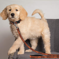OR State Beavers Dog Leash - 3 Red Rovers