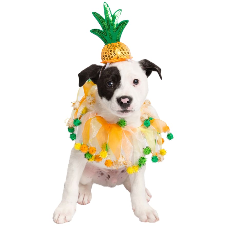 Pineapple Hat and Collar Set Pet Costume - 3 Red Rovers