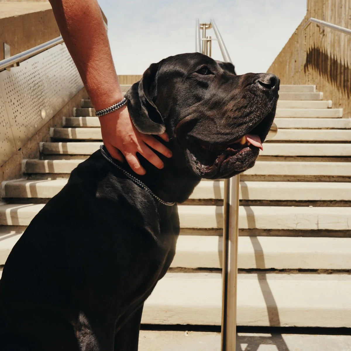 Royal Stainless Steel Dog Collar