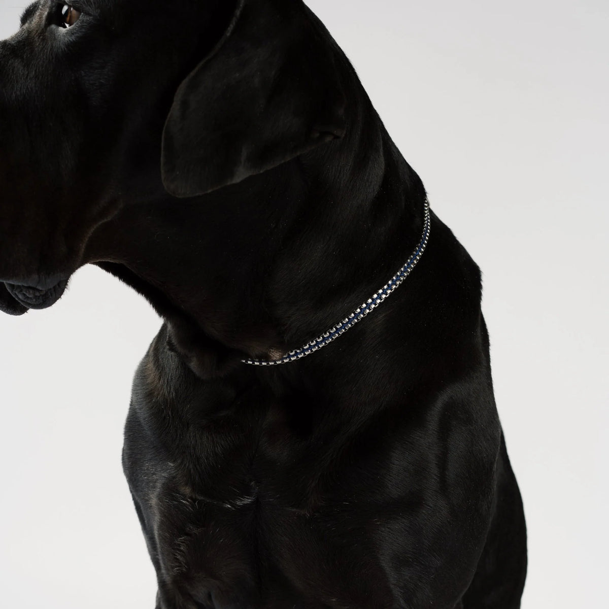 Royal Stainless Steel Dog Collar