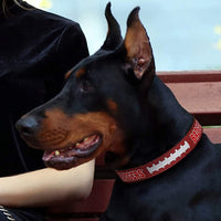 WI Badgers Pro Dog Collar - 3 Red Rovers