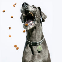 Star Wars Grogu I'm All Ears Pet ID Tag - 3 Red Rovers